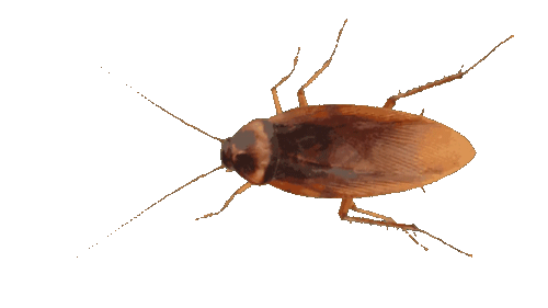 Cucaracha animada